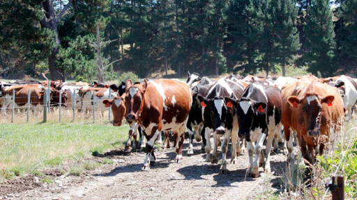 Cows NZ Herald Op Ed Wayne