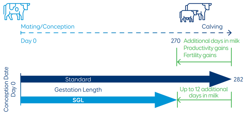 The use of SGL semen tightens the calving period, resulting in more days-in-milk and increasing the chances of pregnancy when mating arrives