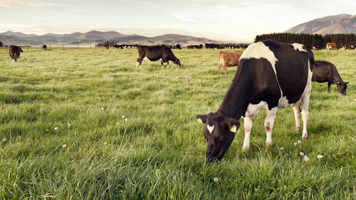 Cows grazing
